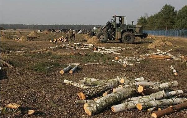 USA rozprawią się z chronionymi lasami w Polsce