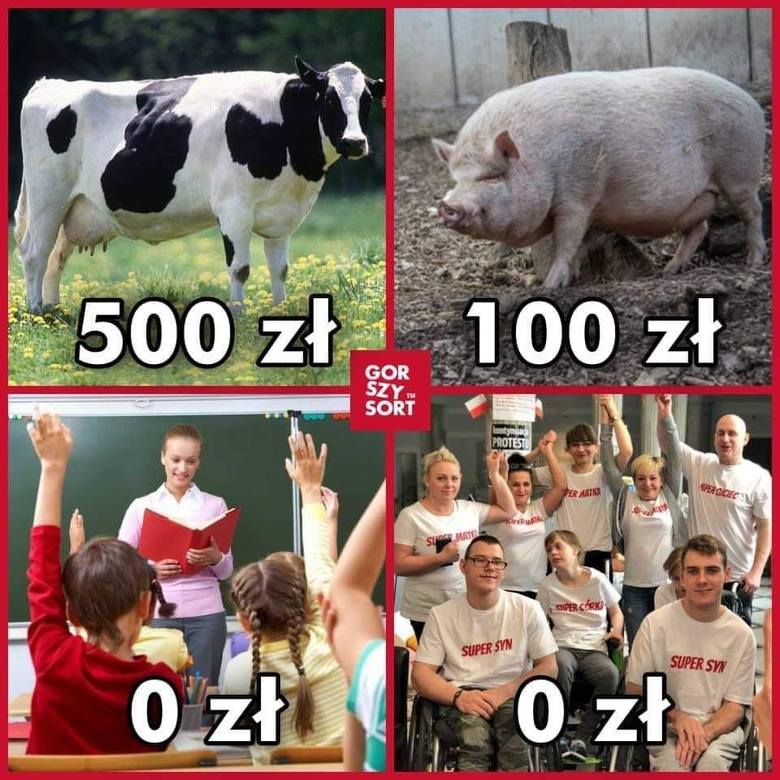 Krowa plus i świnia plus