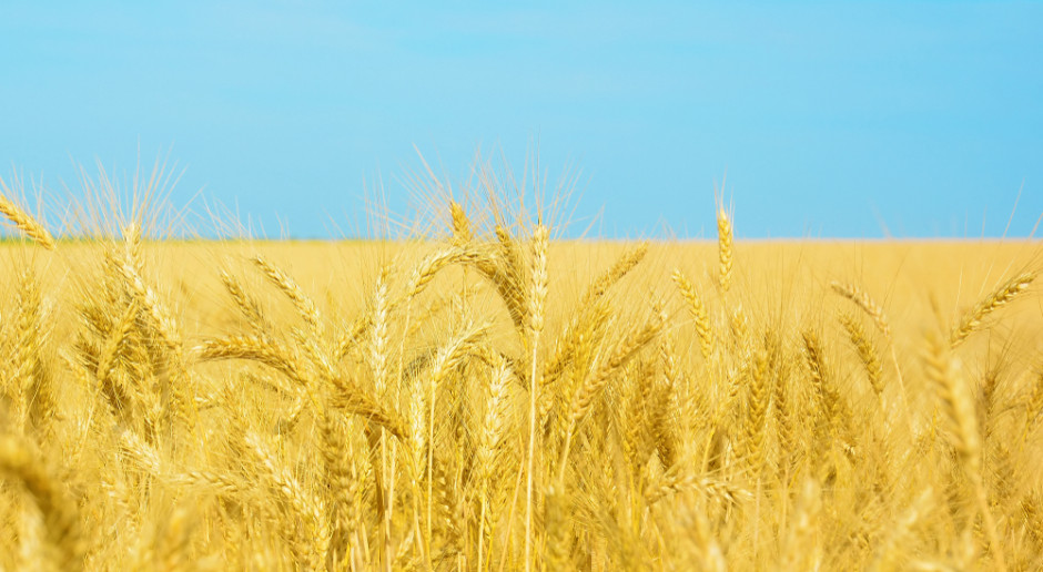 Polscy rolnicy są zaniepokojeni! Eksport zbóż z Ukrainy wraca do poziomu sprzed wojny.