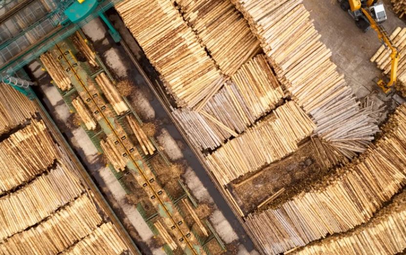 „Walka” z nielegalnym wylesianiem wykończy branżę drzewną? Tartaki liczą koszty w miliardach euro