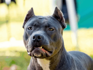 niezależny dziennik polityczny