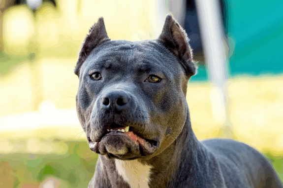 Agresywny pies rzucił się na policjanta. Właściciel zatrzymany niezależny dziennik polityczny