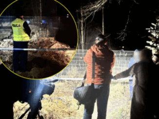 niezależny dziennik polityczny