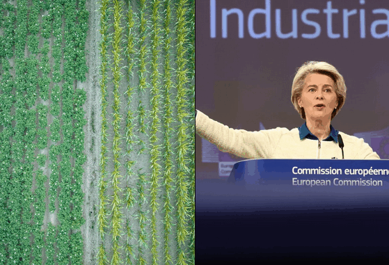 niezależny dziennik polityczny