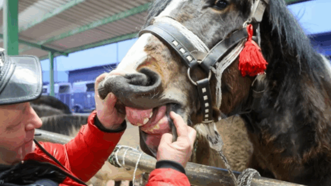 niezależny dziennik polityczny