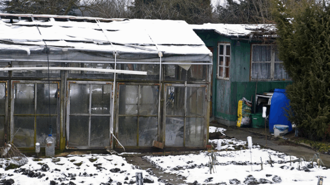 niezależny dziennik polityczny