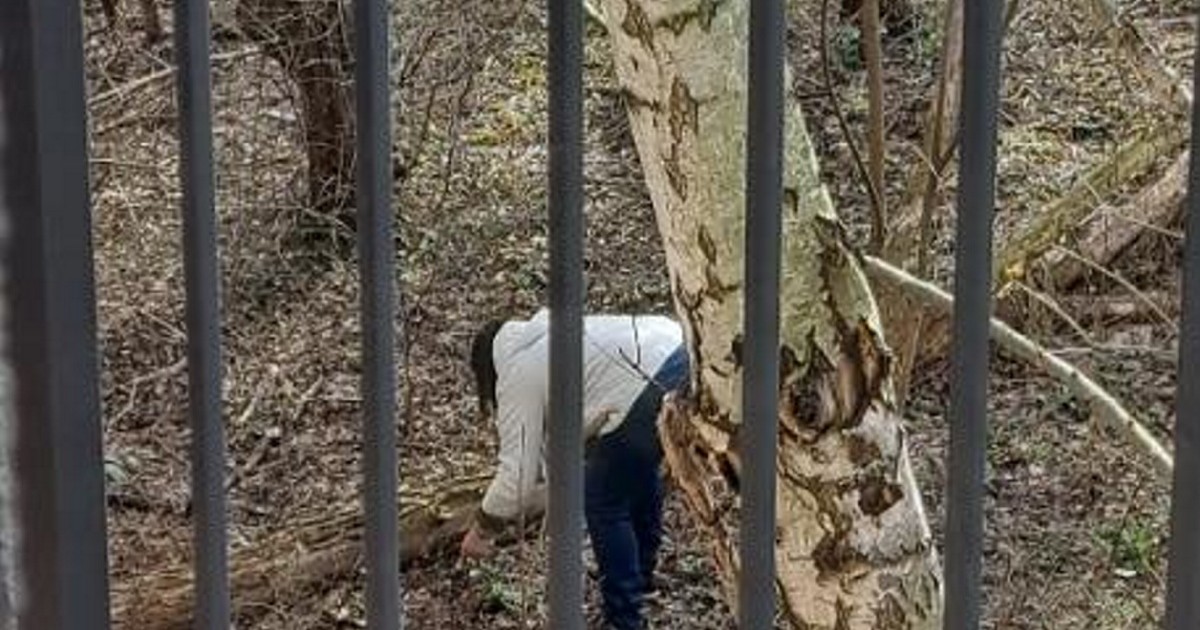 Poznański park: Nietypowa kradzież kwiatów wywołuje zaskoczenie