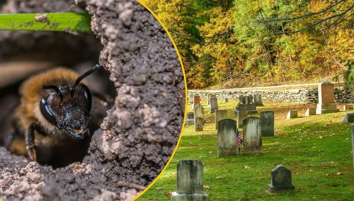 Niezwykłe odkrycie: Miliony pszczół pod cmentarzem w Ithaca