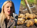 Polski Rynek Ziemniaka w Kryzysie: Wsparcie dla Rolników w Planach