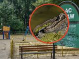 Gdynia na tropie żmij zygzakowatych: służby apelują o ostrożność