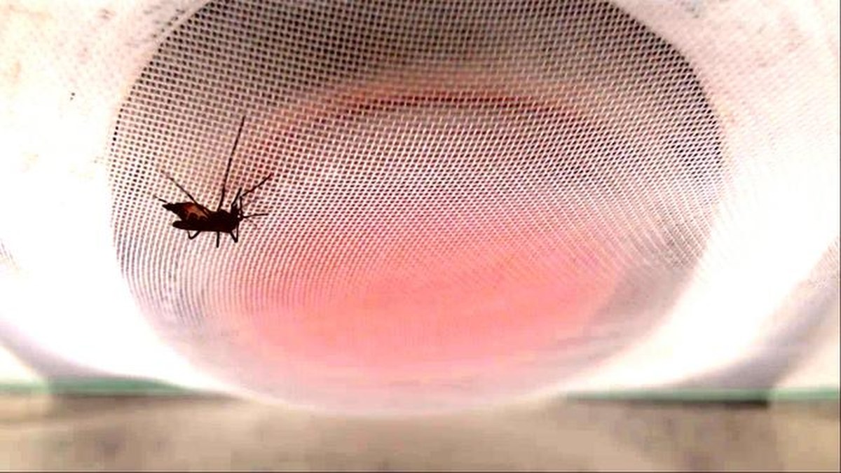 Alarmujące wyniki badań nad DEET: Komary mogą przyzwyczajać się do repelentów