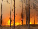 Ogromny pożar lasów w powiecie wołomińskim: strażacy walczą z żywiołem