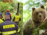 Niedźwiedzie groźne nie tylko na Słowacji: Narastające ataki w regionie