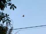 Rosja zmienia taktykę dronowych ataków: Ukraina stawia czoła nowym wyzwaniom