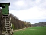 Kontrowersje wokół zmian w Prawie łowieckim: komu przyniosą korzyści, a komu zagrożą?