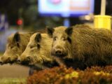 Konflikt z dzikami w miastach: problem czy wyzwanie dla samorządów?