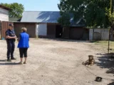 Nowe przepisy poprawią los psów na łańcuchach w Polsce