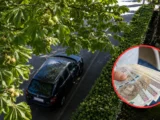 Obowiązki właścicieli nieruchomości w zakresie pielęgnacji zieleni