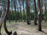 Nowy Krzywy Las: Naukowcy i leśnicy na tropie unikalnego projektu