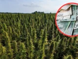 Nowe perspektywy dla przemysłu konopnego: wzrost roli przetwórstwa