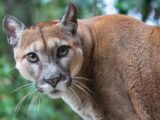 Puma znaleziona w powiecie ciechanowskim: władze apelują o ostrożność