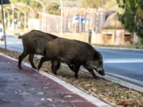 Warszawa wprowadza działania przeciwko wzrastającej populacji dzików