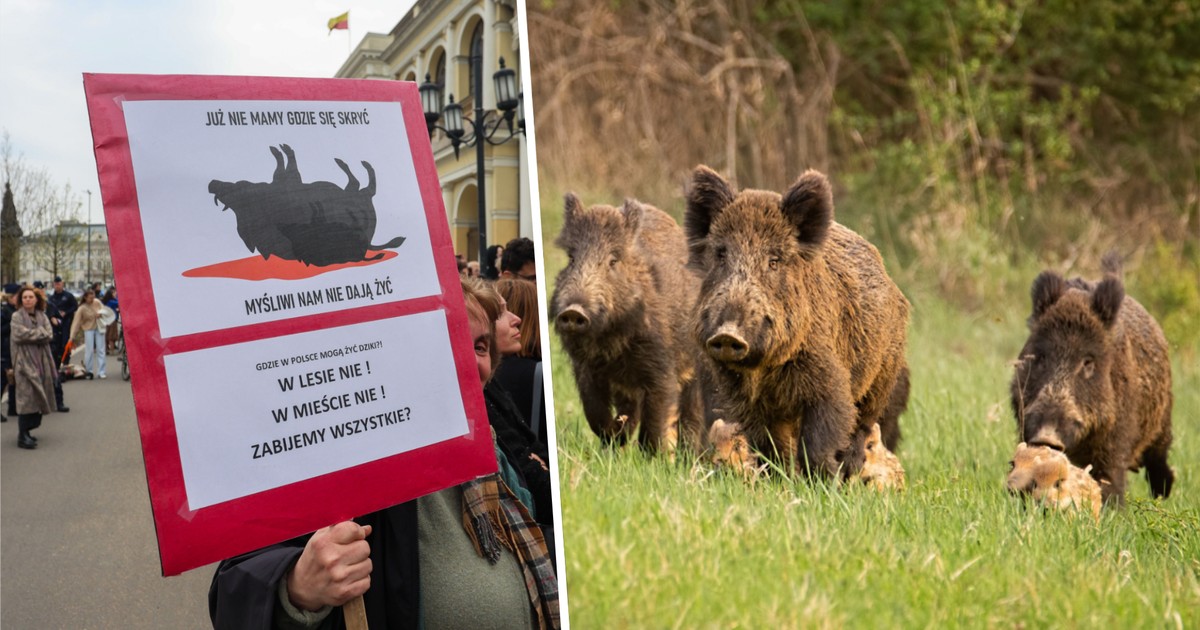 Mazowsze podejmuje kontrowersyjną decyzję: odstrzał dzików w Warszawie bez limitu
