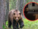 Niedźwiedź w centrum Leska: Zaskakujące spotkanie z dziką naturą